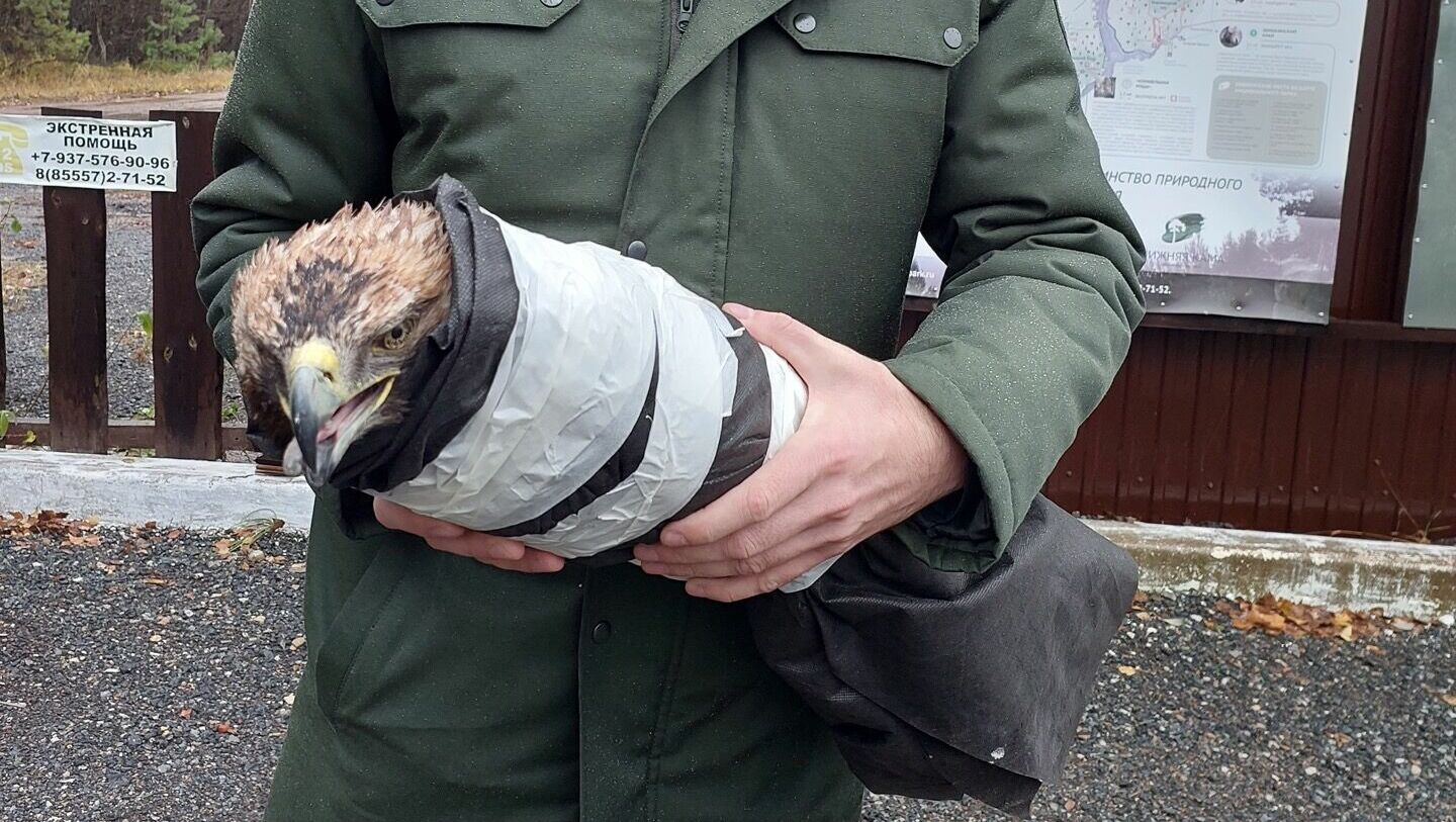В Татарстане не смогли уберечь орла-могильника