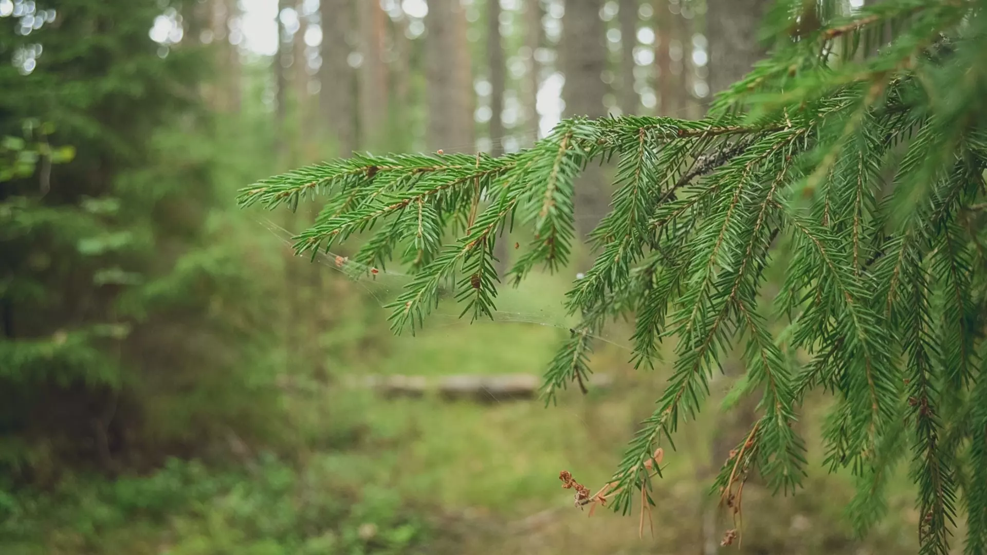 Татарстанцы высадили 1 млн деревьев в ходе акции