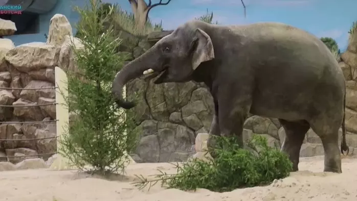 В казанском зоопарке показали, как слон чистит зубы после 140 кг еды в день