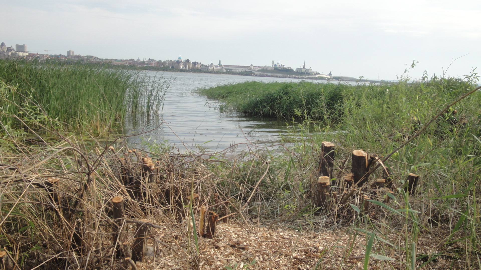 Вместе с засыпкой реки на берегу Казанки рубят деревья