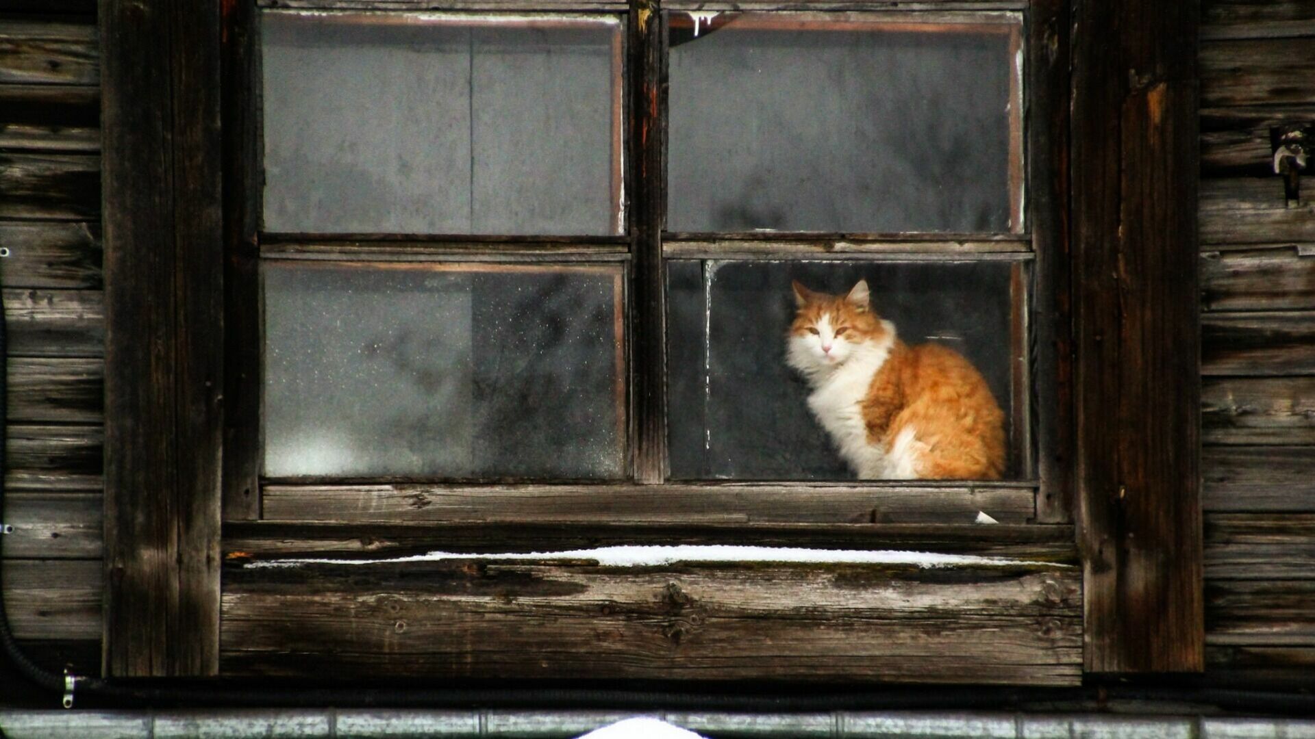 Челнинец выбросил кота из окна