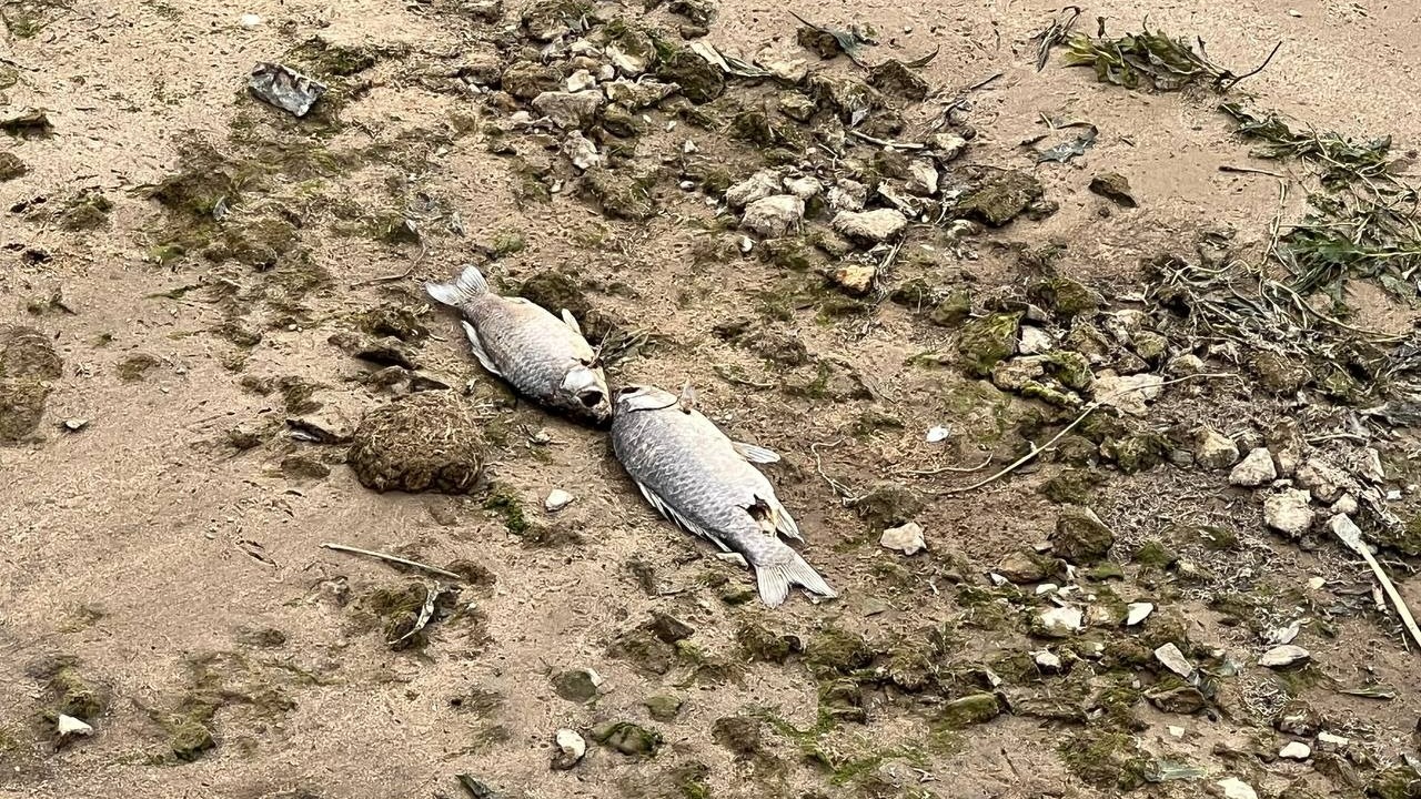 Казанцы в очередной раз ужаснулись мертвой рыбе вдоль Кремлевской набережной