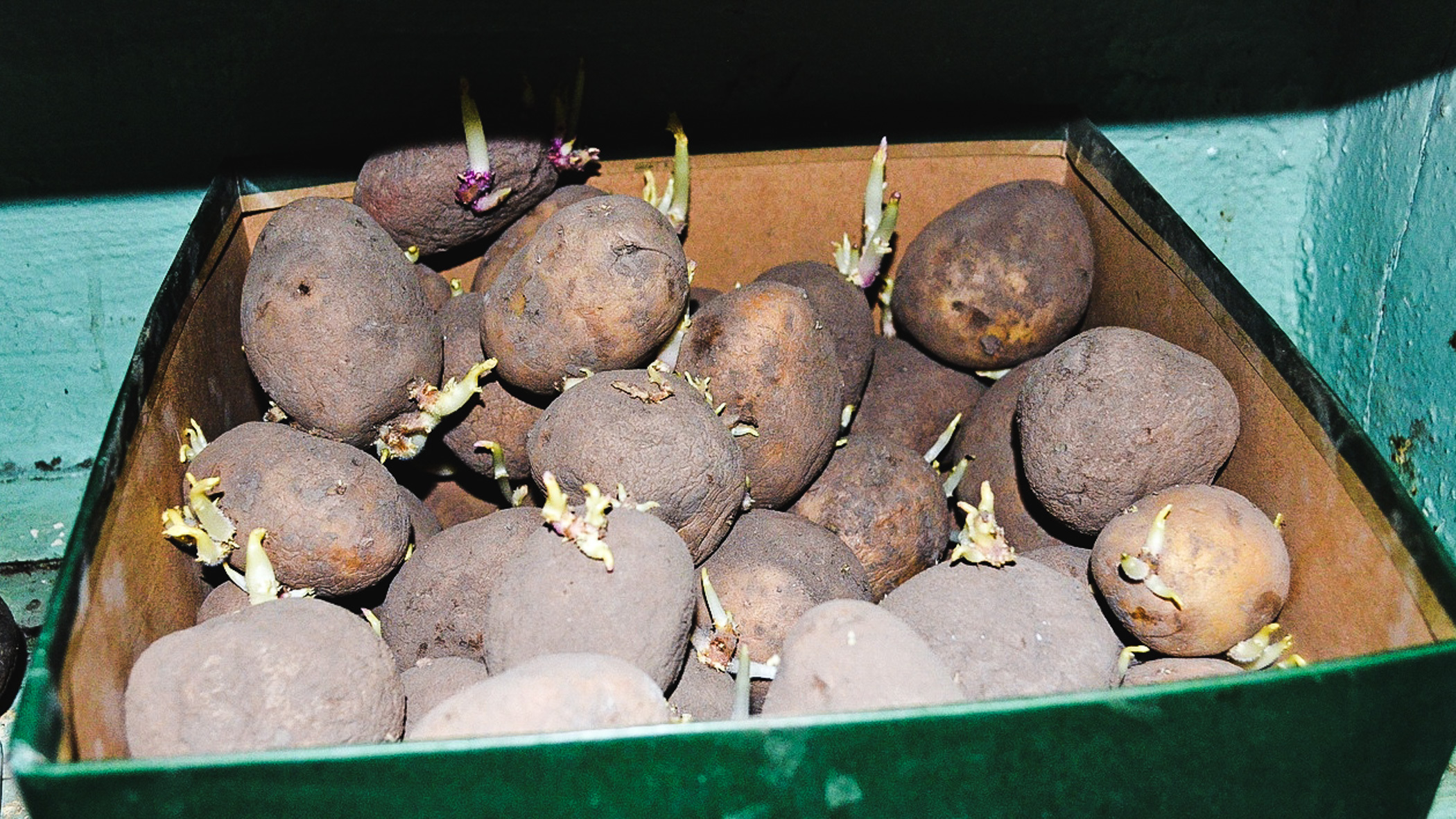 В Татарстане увеличат площади посева картофеля и овощей