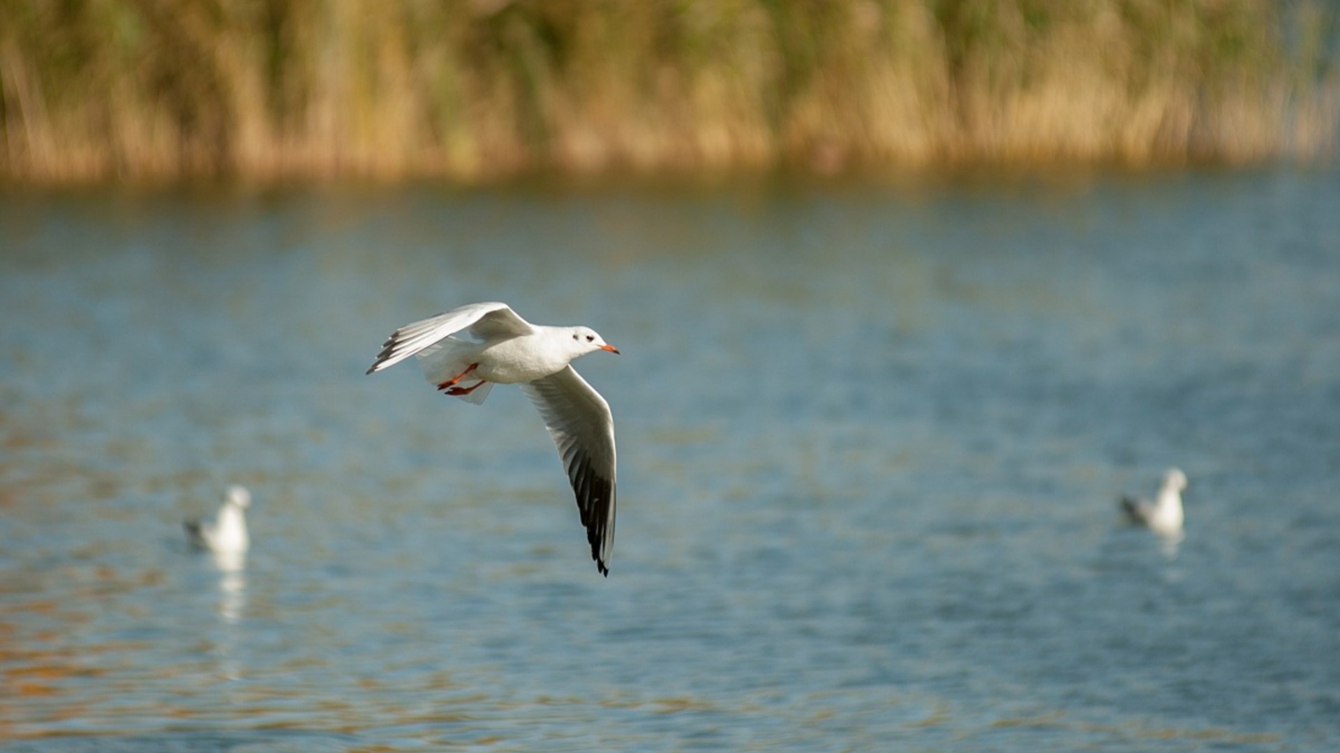 Эксперт рассказал, угрожает ли чайкам благоустройство озера в Казани