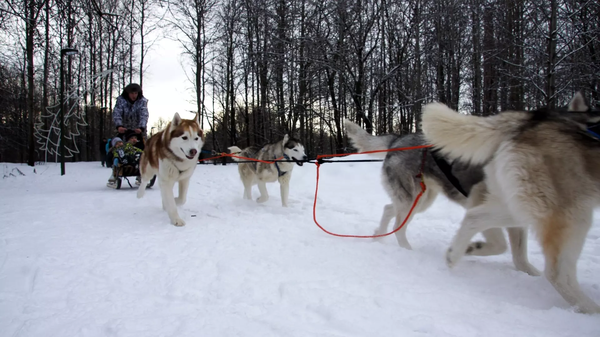 В Казани неизвестные выкрали собак у хозяина, который держал их на улице в мороз
