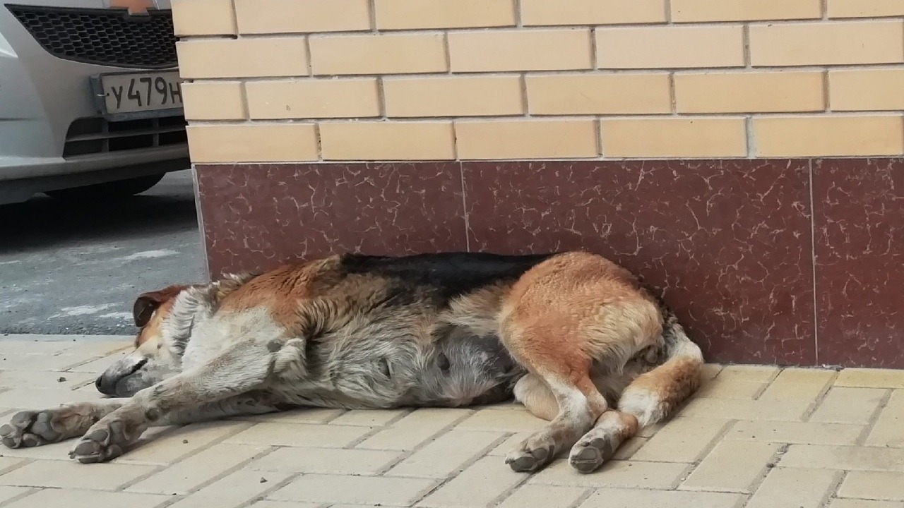 Зоозащитник о травле собак в Татарстане: «Историй поимки банды живодеров — нет»