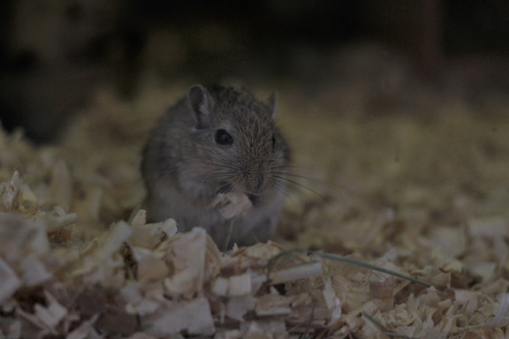 В Татарстане нашествие мышей