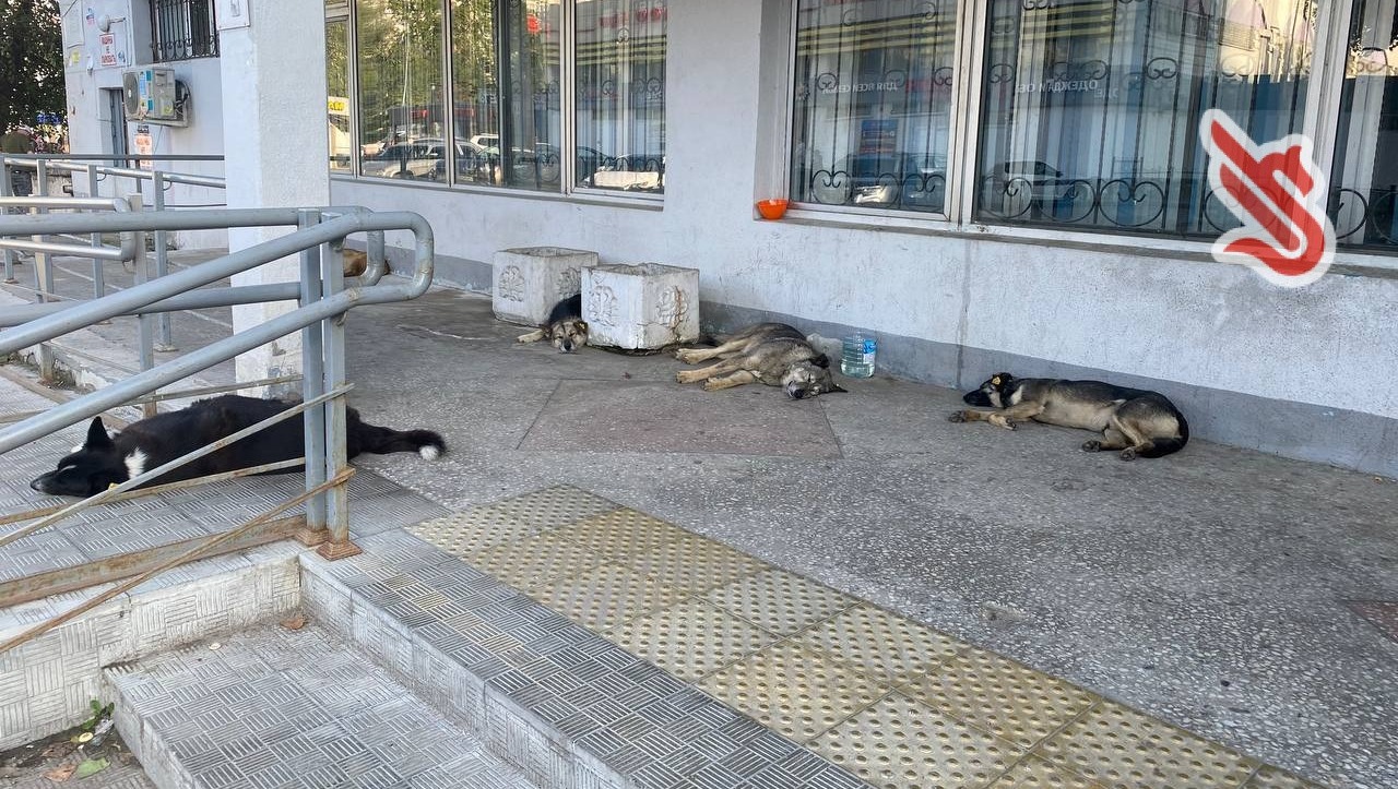 Казанцы сражаются за бездомных собак