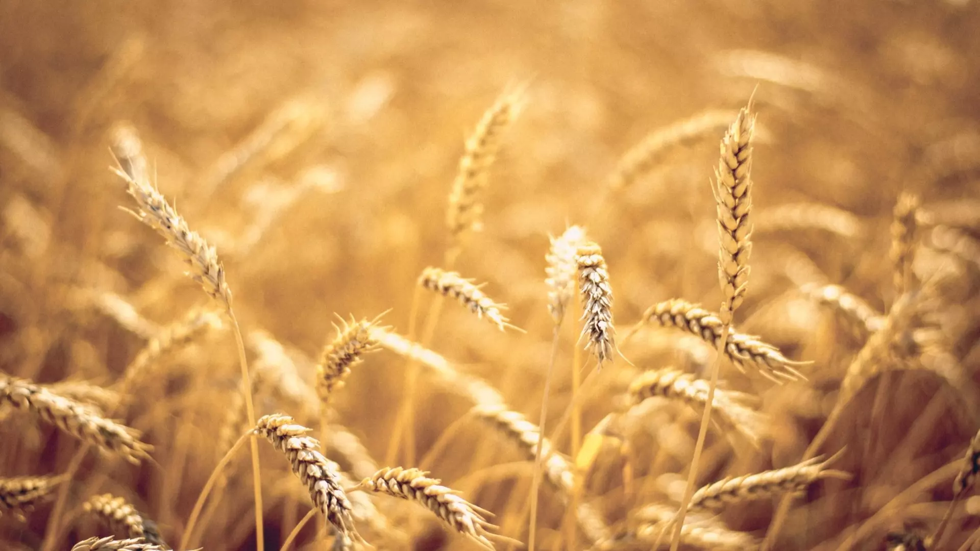 В Татарстане почти 20% семян пшеницы заражены инфекцией