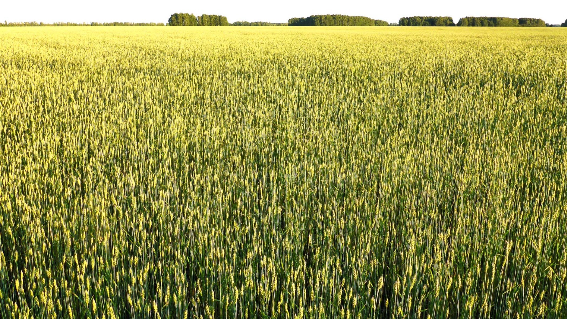 «Ниже некуда»: В Татарстане упали цены на зерно