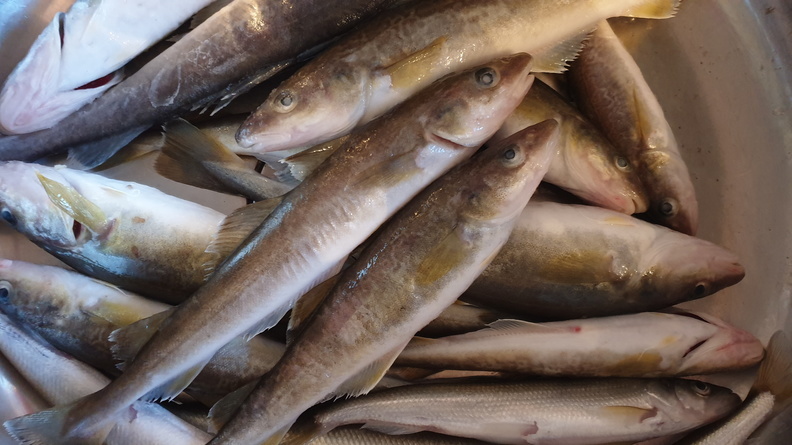 В Татарстане усилят работу по борьбе с незаконной торговлей рыбой