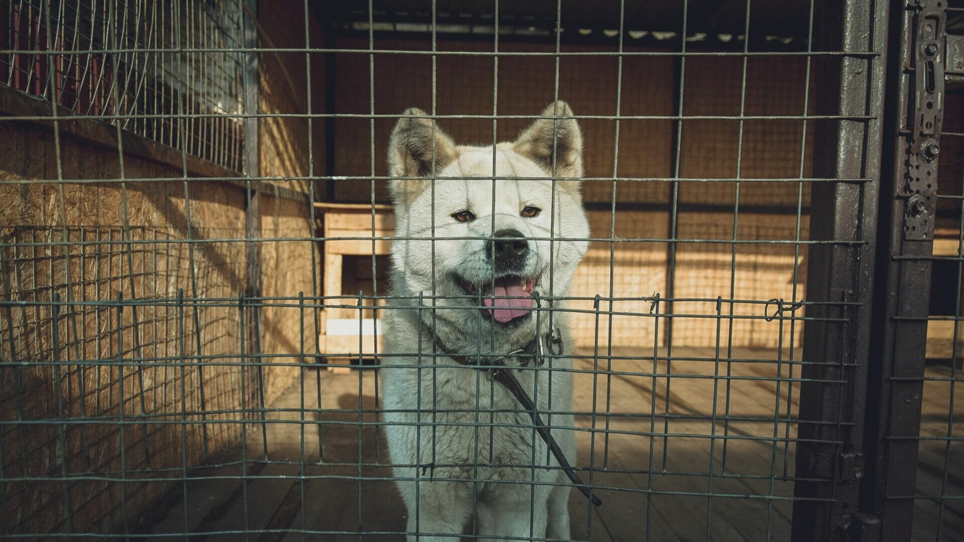 Госсовет Татарстана не внес в бюджет строительство приютов для бездомных собак