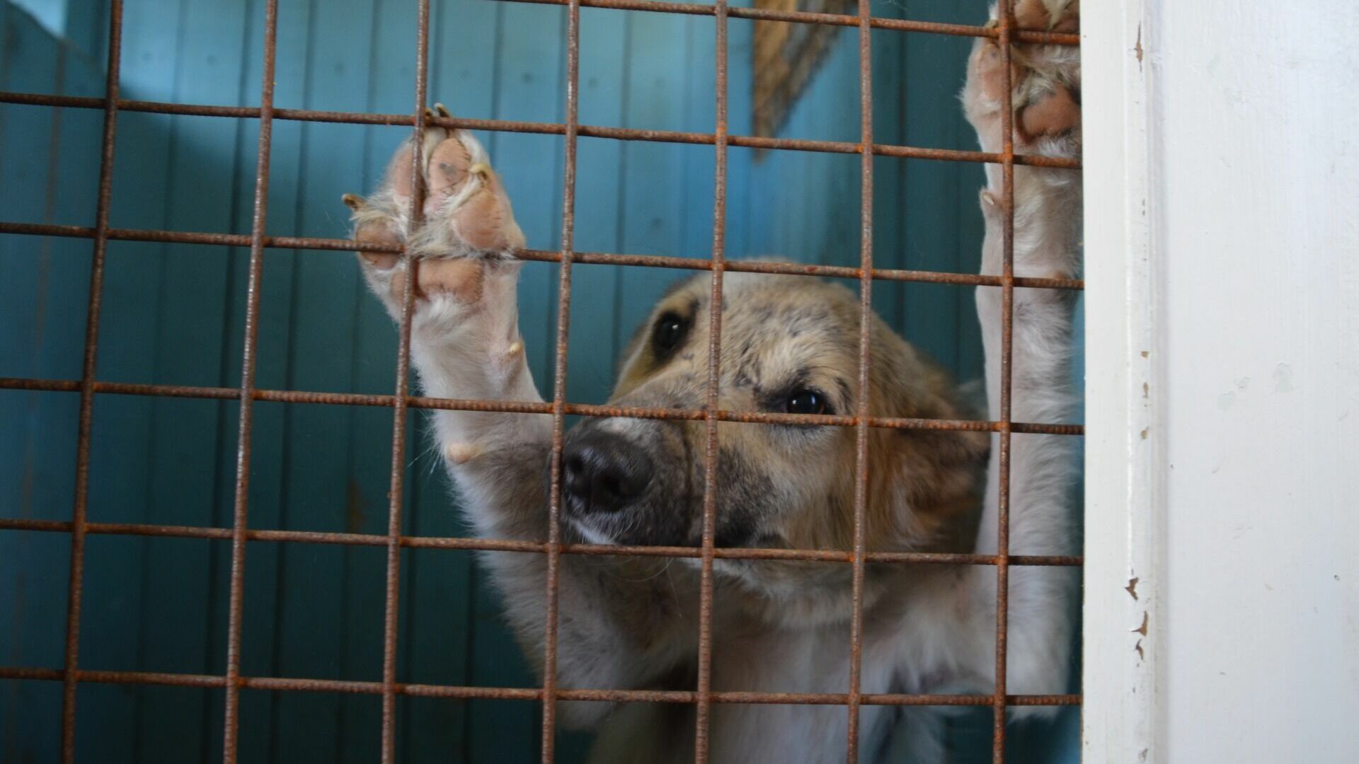 Эксперт о бесплатной стерилизации собак в Казани: «Вопрос к качеству оказания услуг»