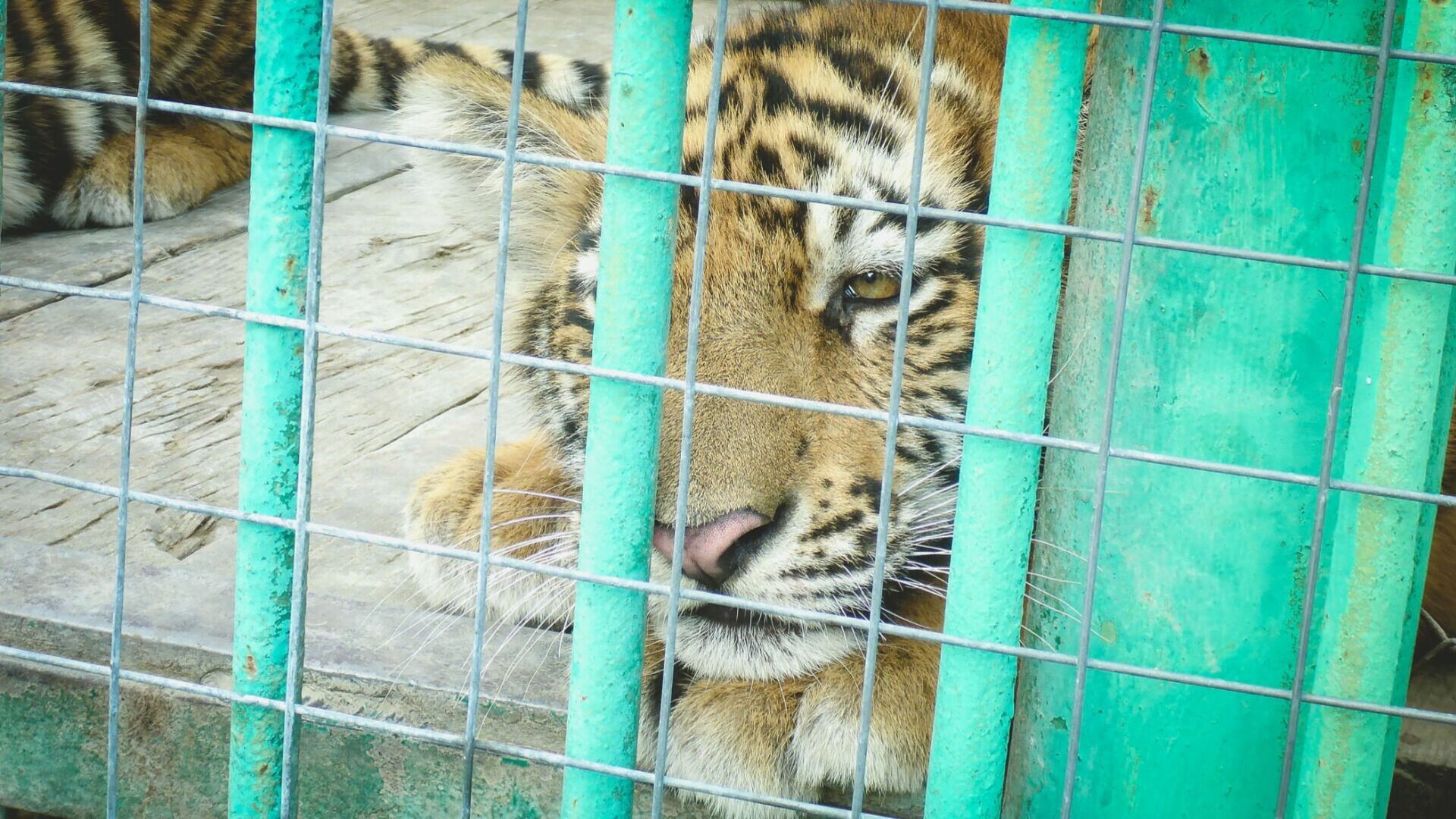 Животных из нелегальных зоопарков Татарстана не могут пристроить