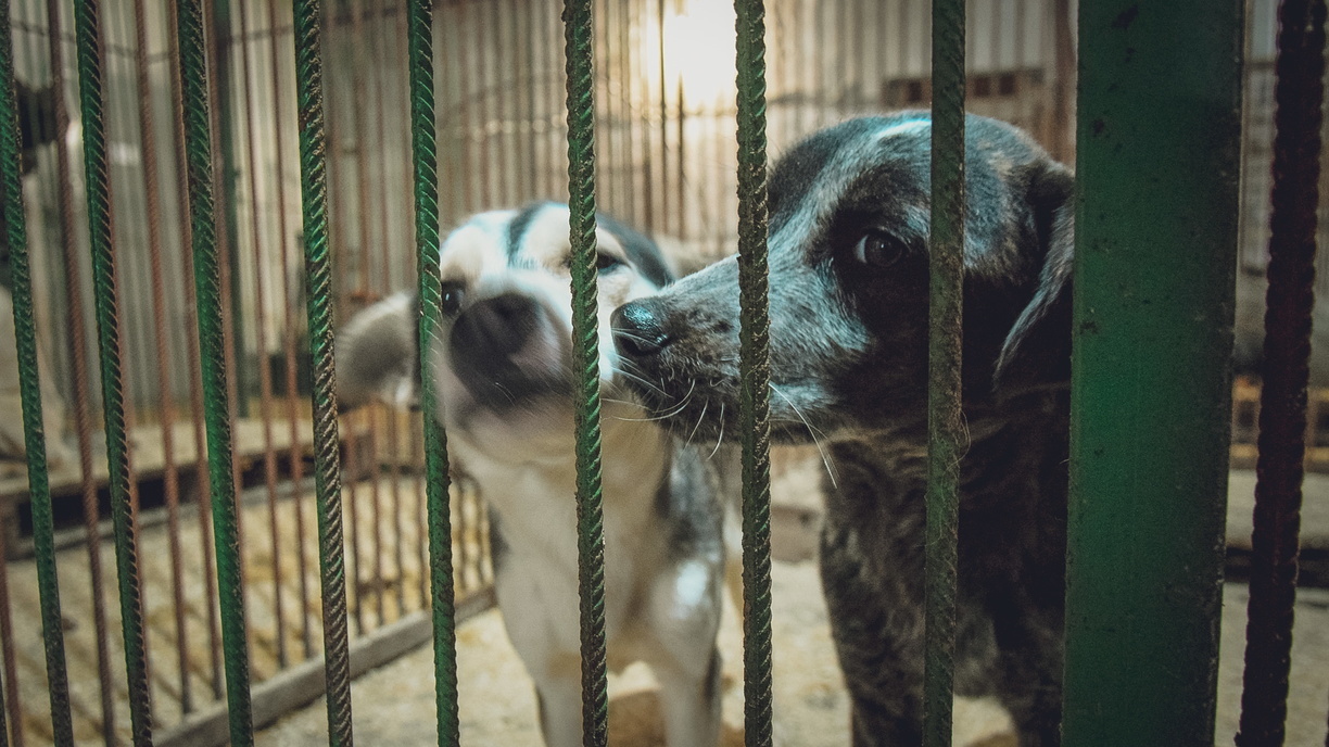 Кастрированные идеи: как Казань будет бороться с бездомными собаками