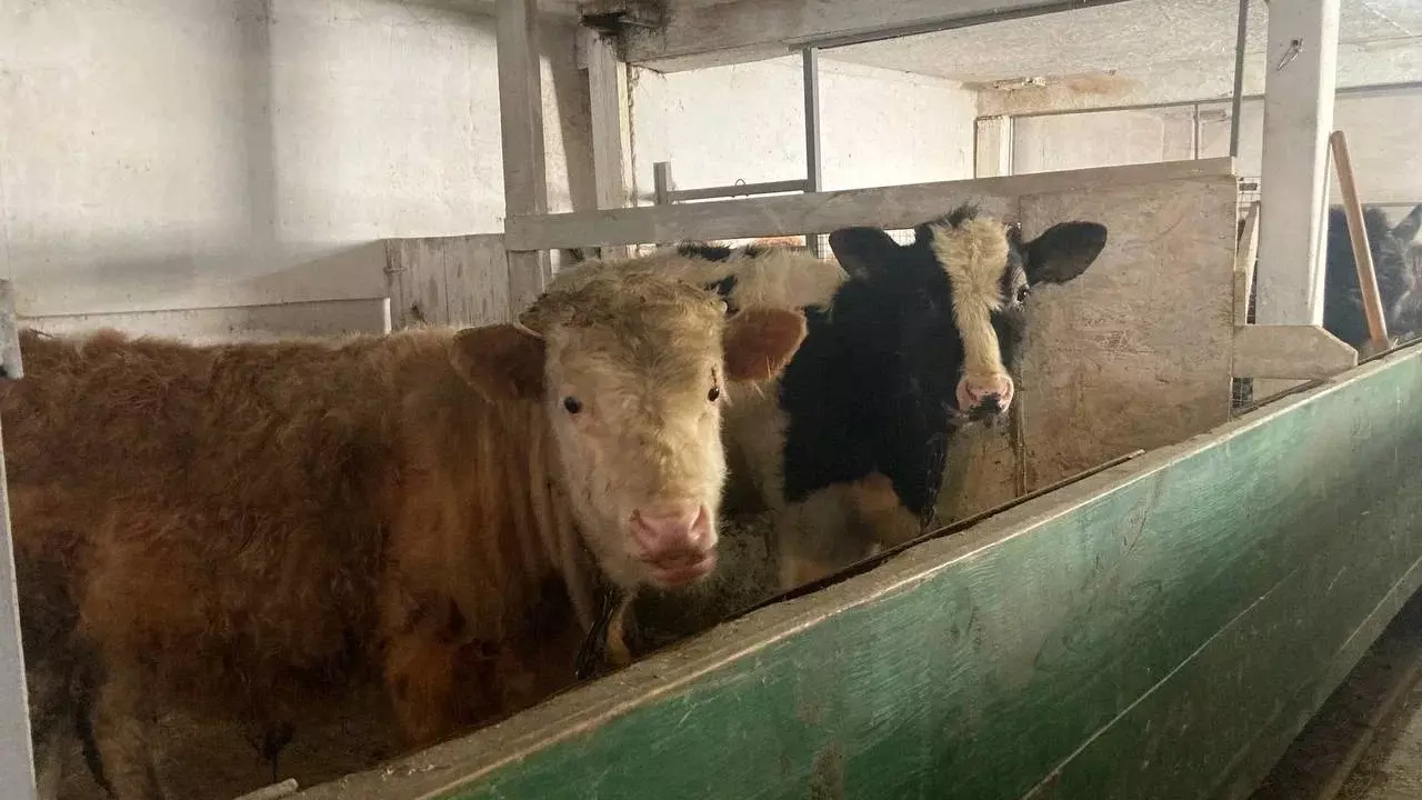 Вспышка бруцеллеза охватила почти 5,5 тысяч голов скота в Татарстане