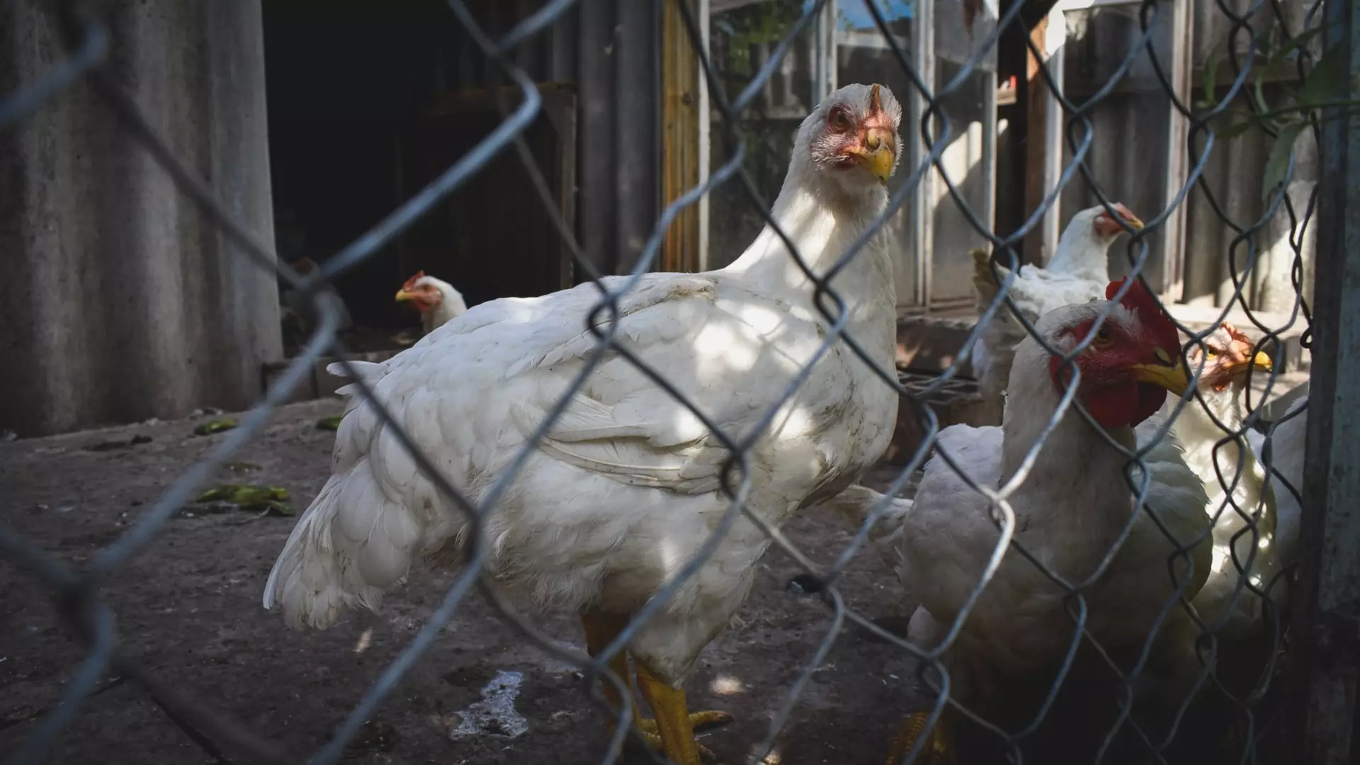 Птицефабрика в Лениногорске потеряла 55 млн из-за птичьего гриппа