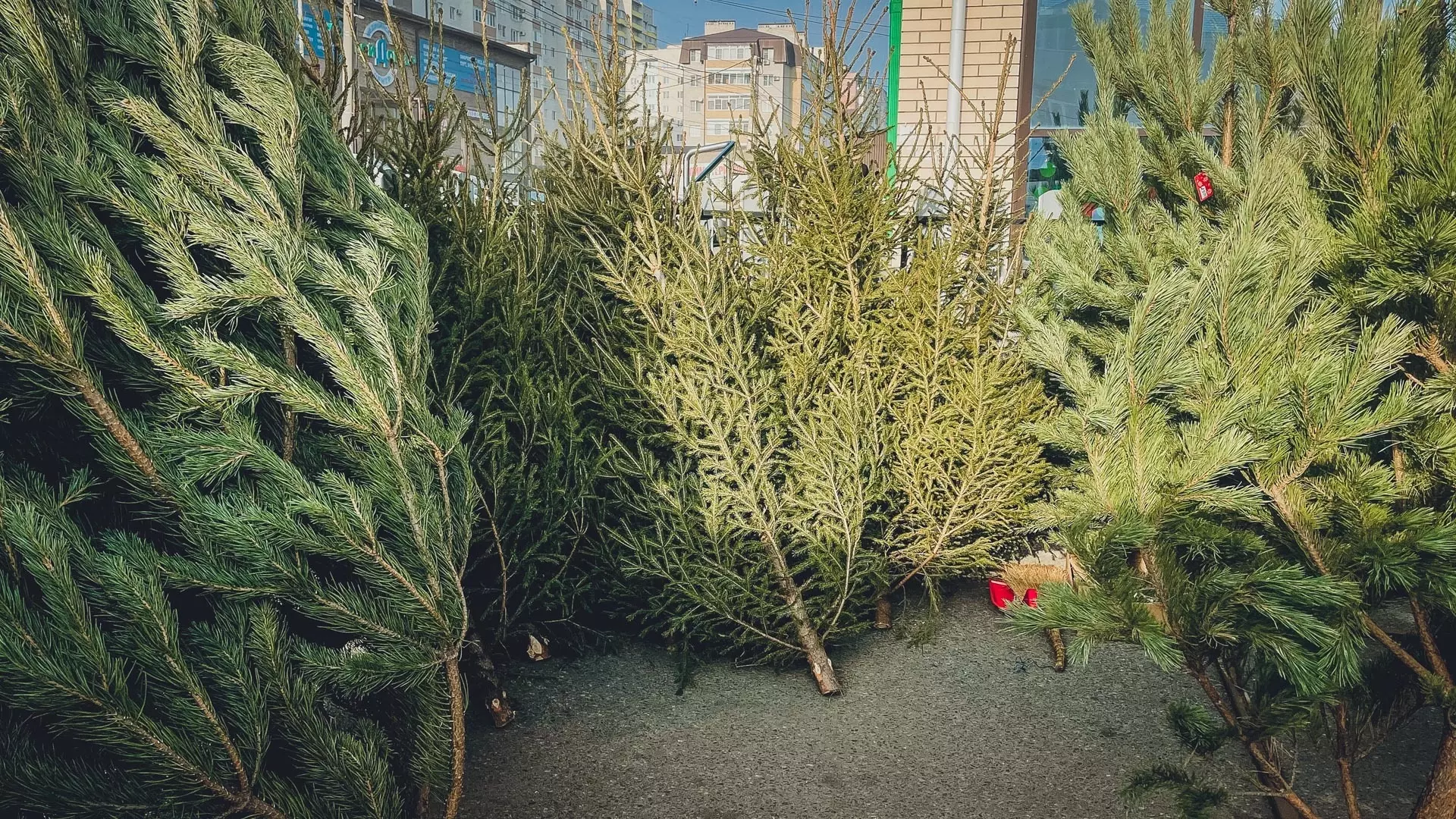В Челнах экологическая компания не будет принимать елки после Нового года