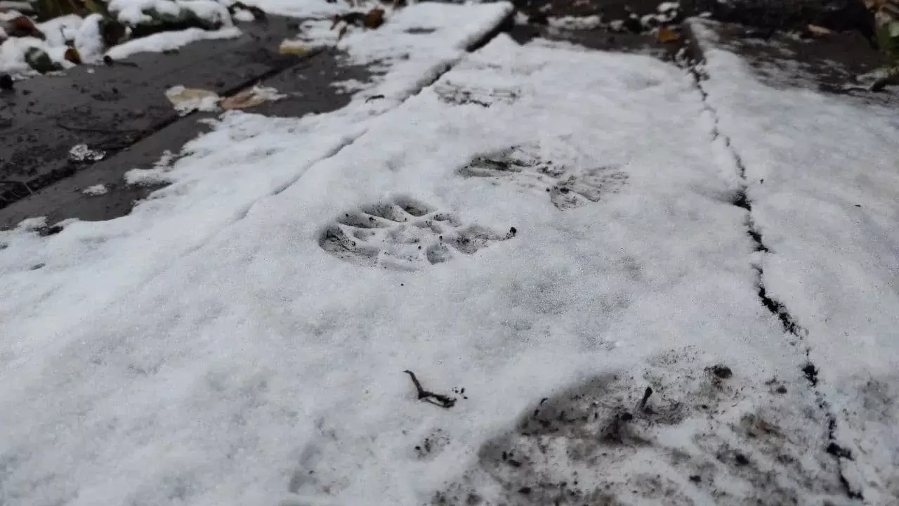 На казанском кладбище устроили свалку снега