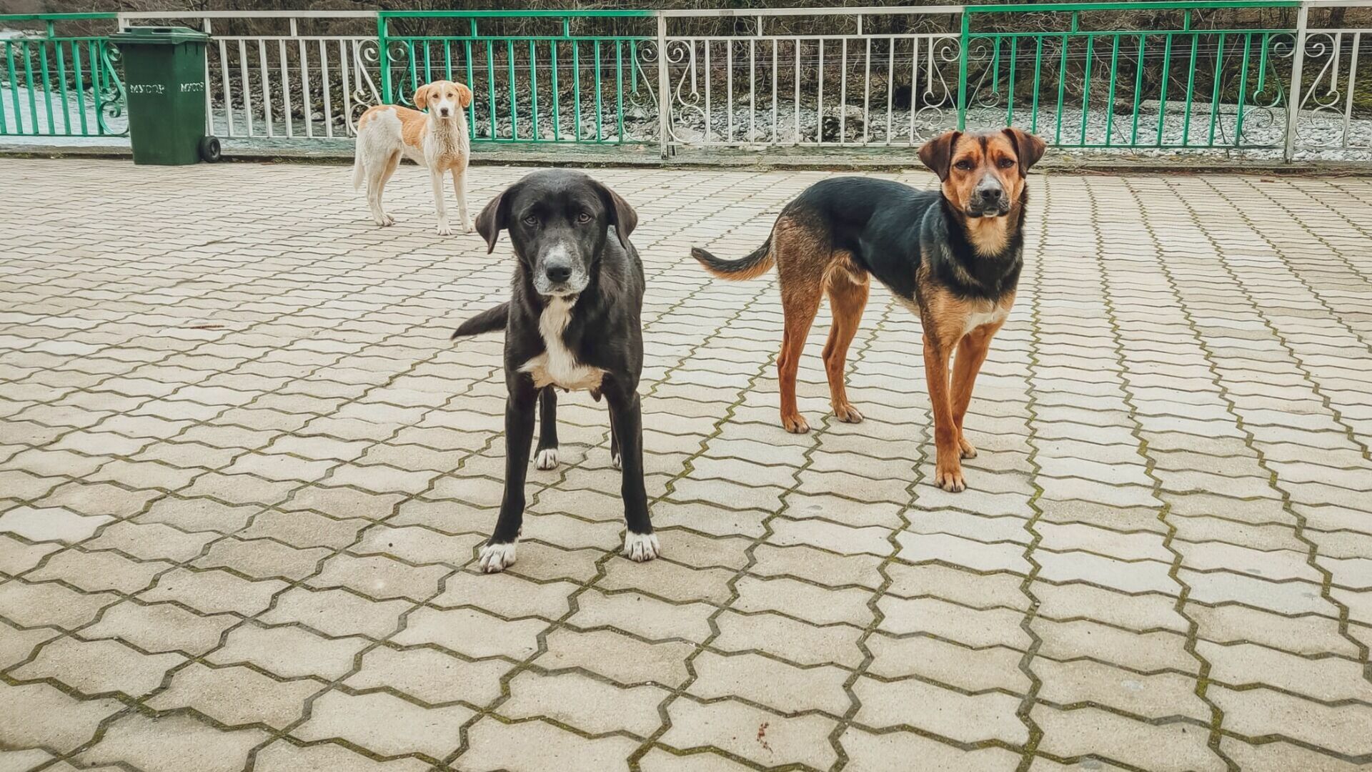 Казанцы пожаловались на агрессивных собак в частном секторе