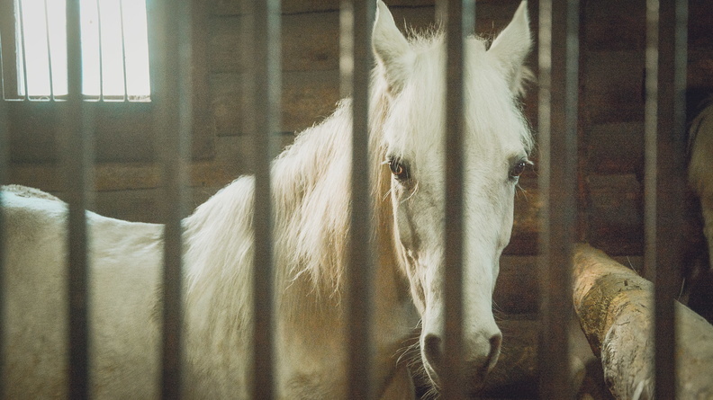 Лошади останутся в центре Казани — мэрия