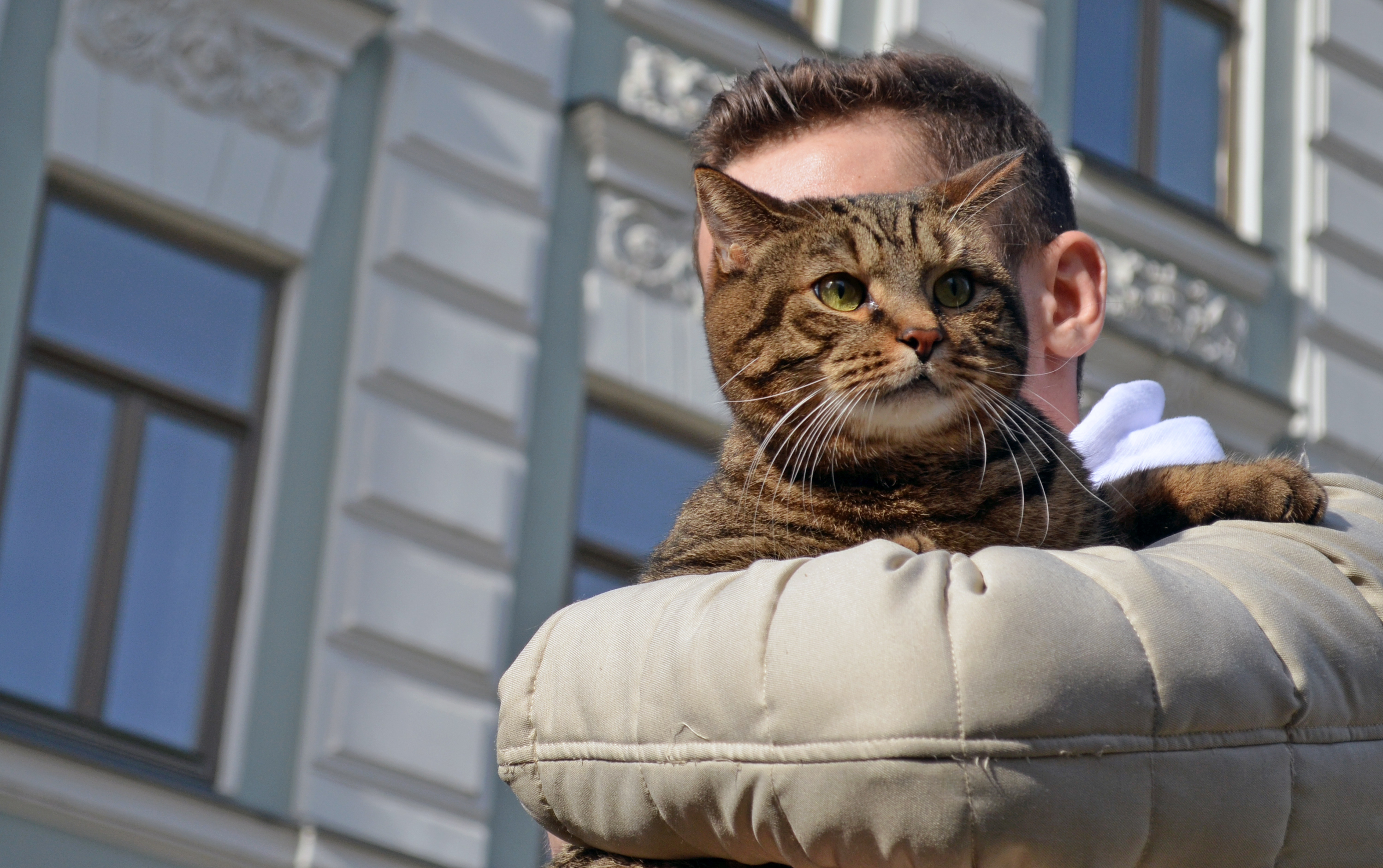 В Казань приехал знаменитый кот Виктор: худеть он не планирует
