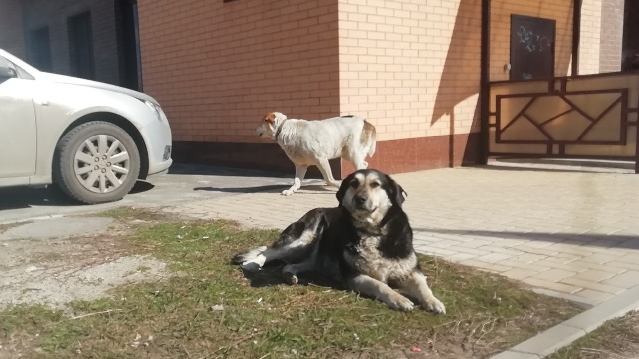 В Салмачах пес на самовыгуле набросился на соседа на его дворе
