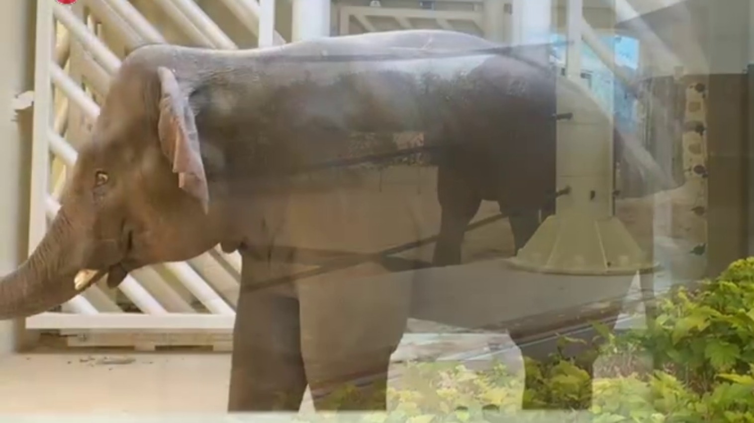Стало известно, откуда у зоопарка Казани появился слон
