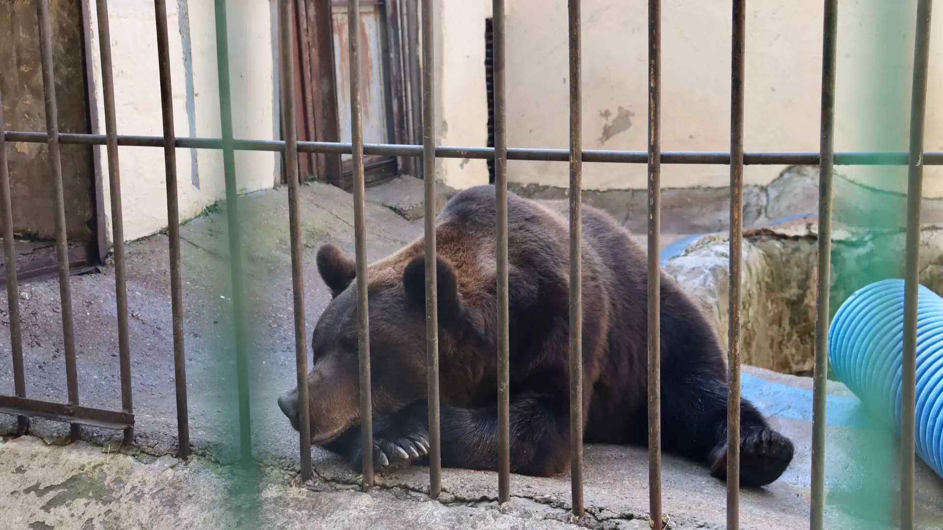 Прокуратура нашла нарушения в содержании бурых медведей в казанском зоопарке