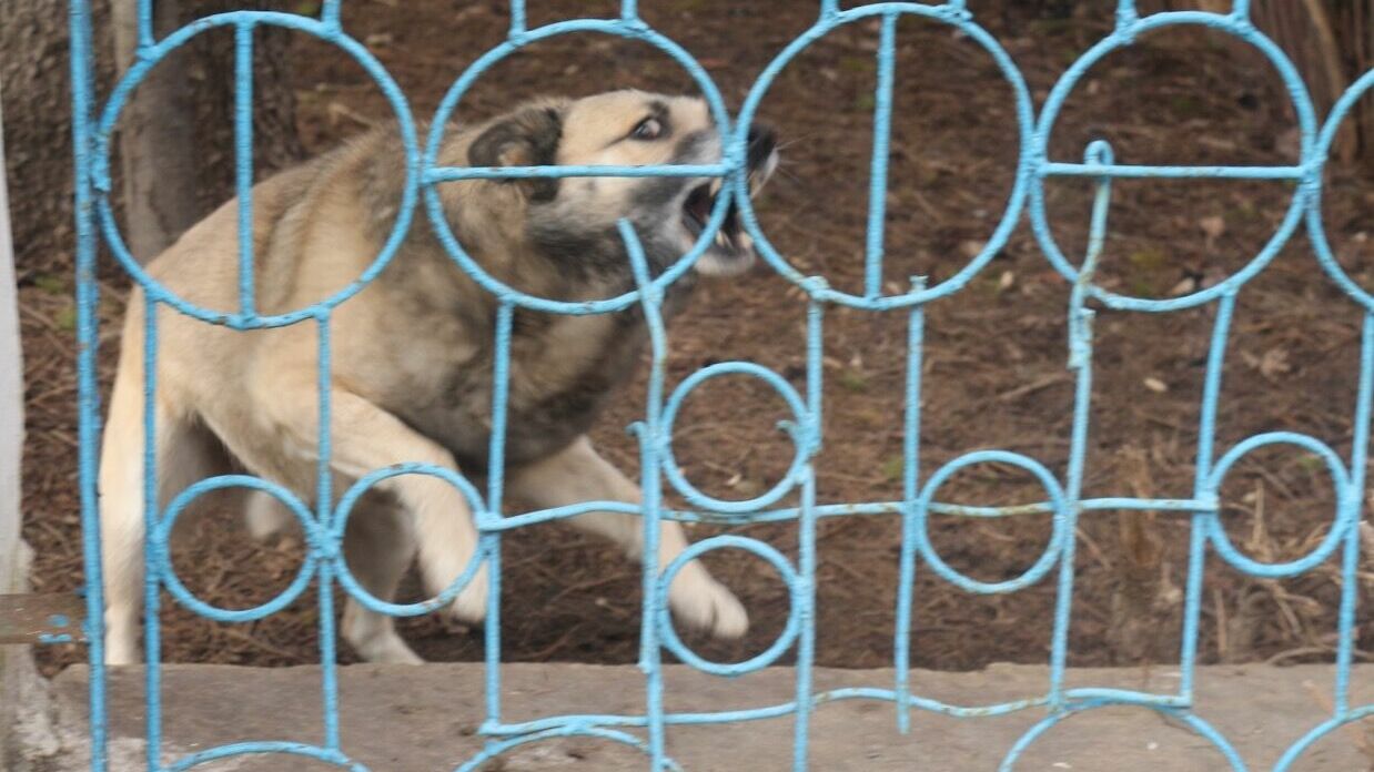 Власти в Татарстане заплатят за нападение собаки на ребенка