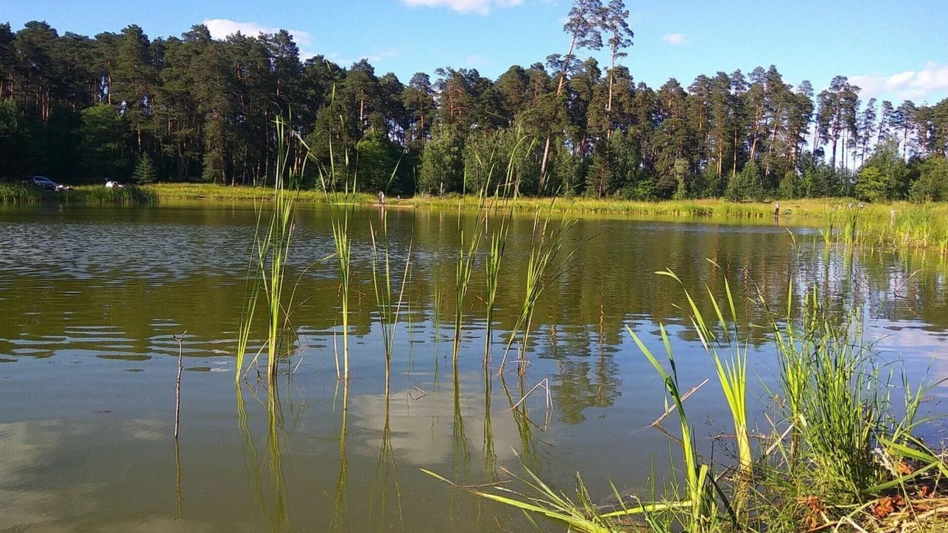 Экореабилитация не нужна для восстановления Лебяжьих озер