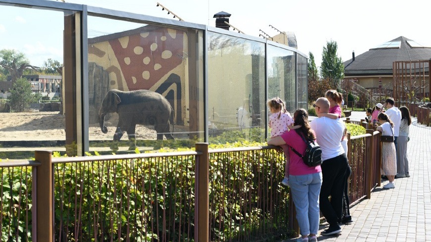 Казанцы волнуются за здоровье слона в зоопарке из-за воздуха