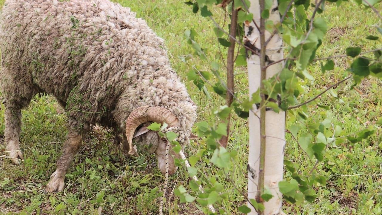 На Сабантуе в Татарстане призовой барашек сбежал в лес