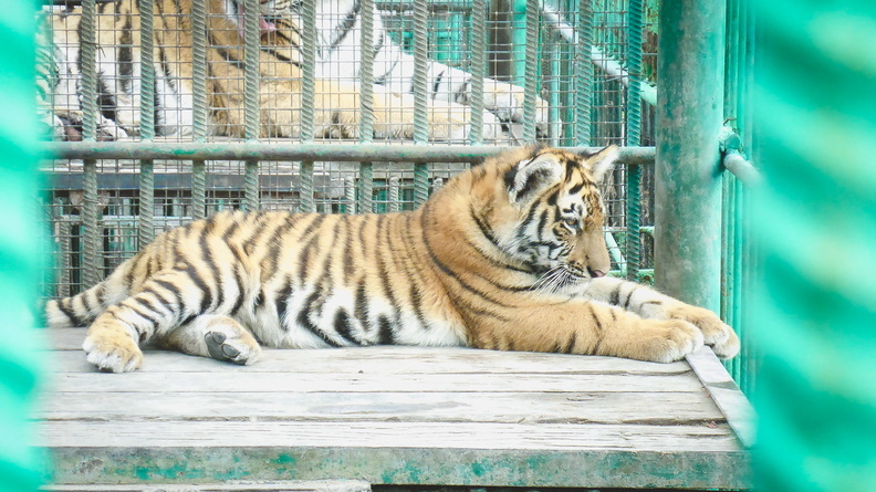 В Челнах хотят реконструировать печально известный зоопарк при КСШ «Тулпар»