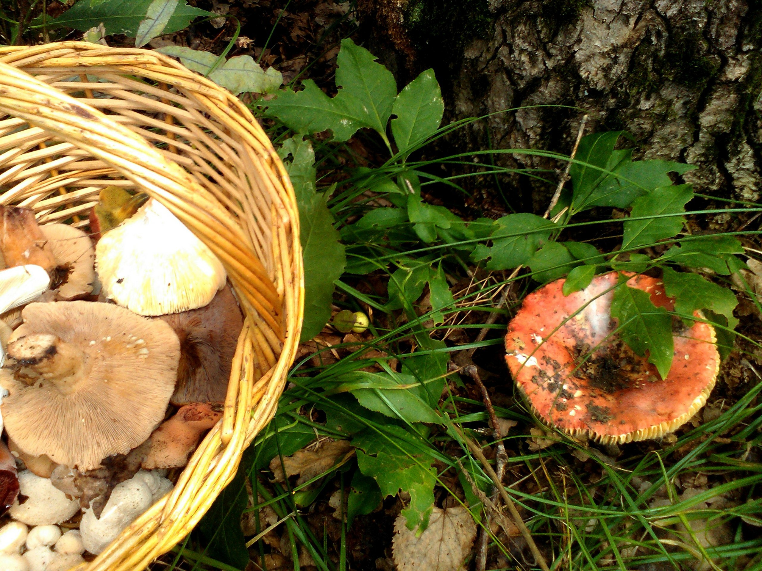 В Татарстане младенец отравился грибами