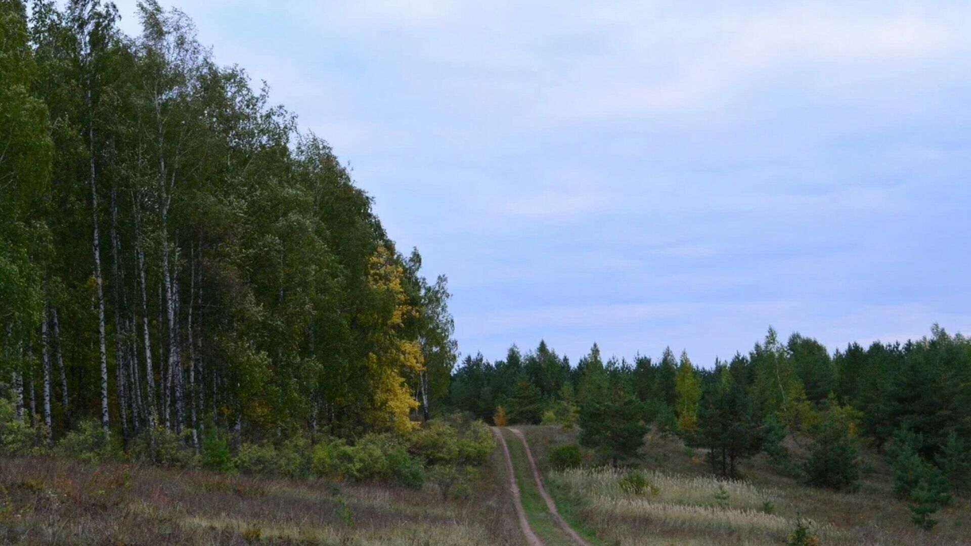Татарстанским деревьям в среднем больше полувека
