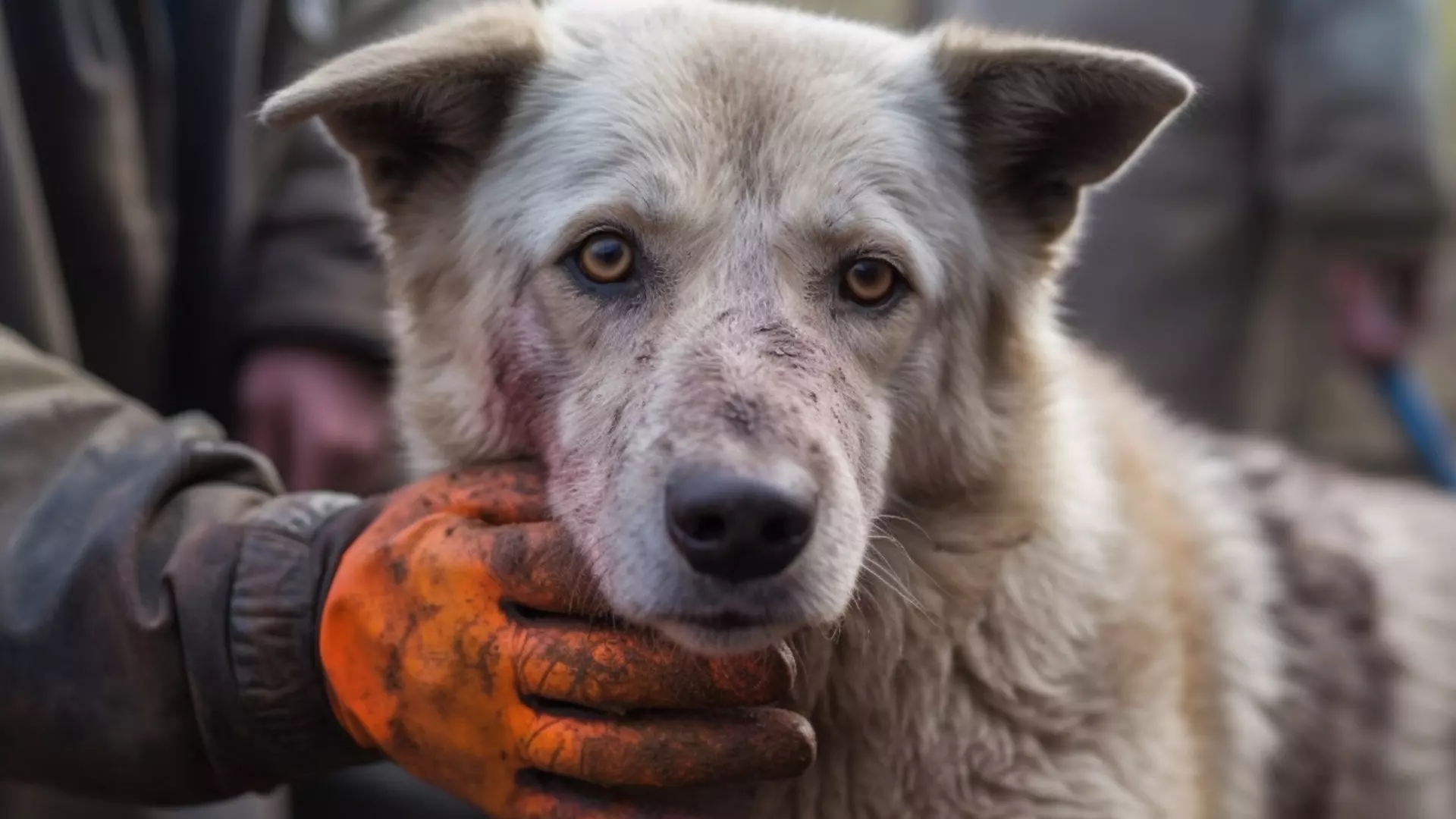 Казанский чиновник попросил взять на контроль убийство собак в Нижнекамске