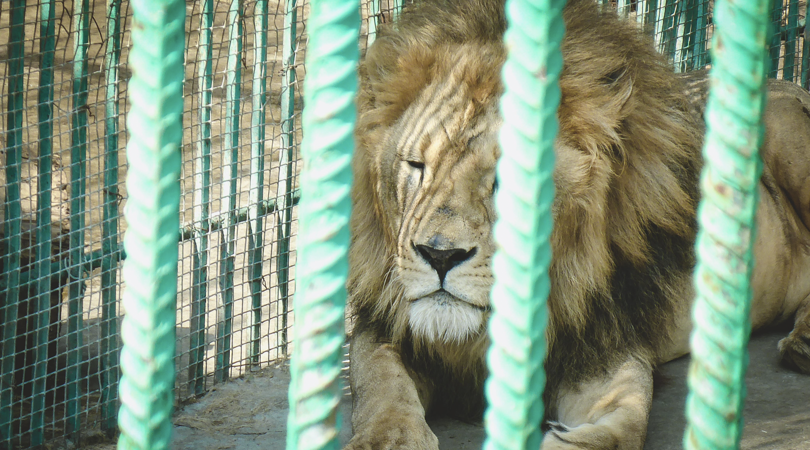 Зоопарк в Татарстане застукали за работой без лицензии