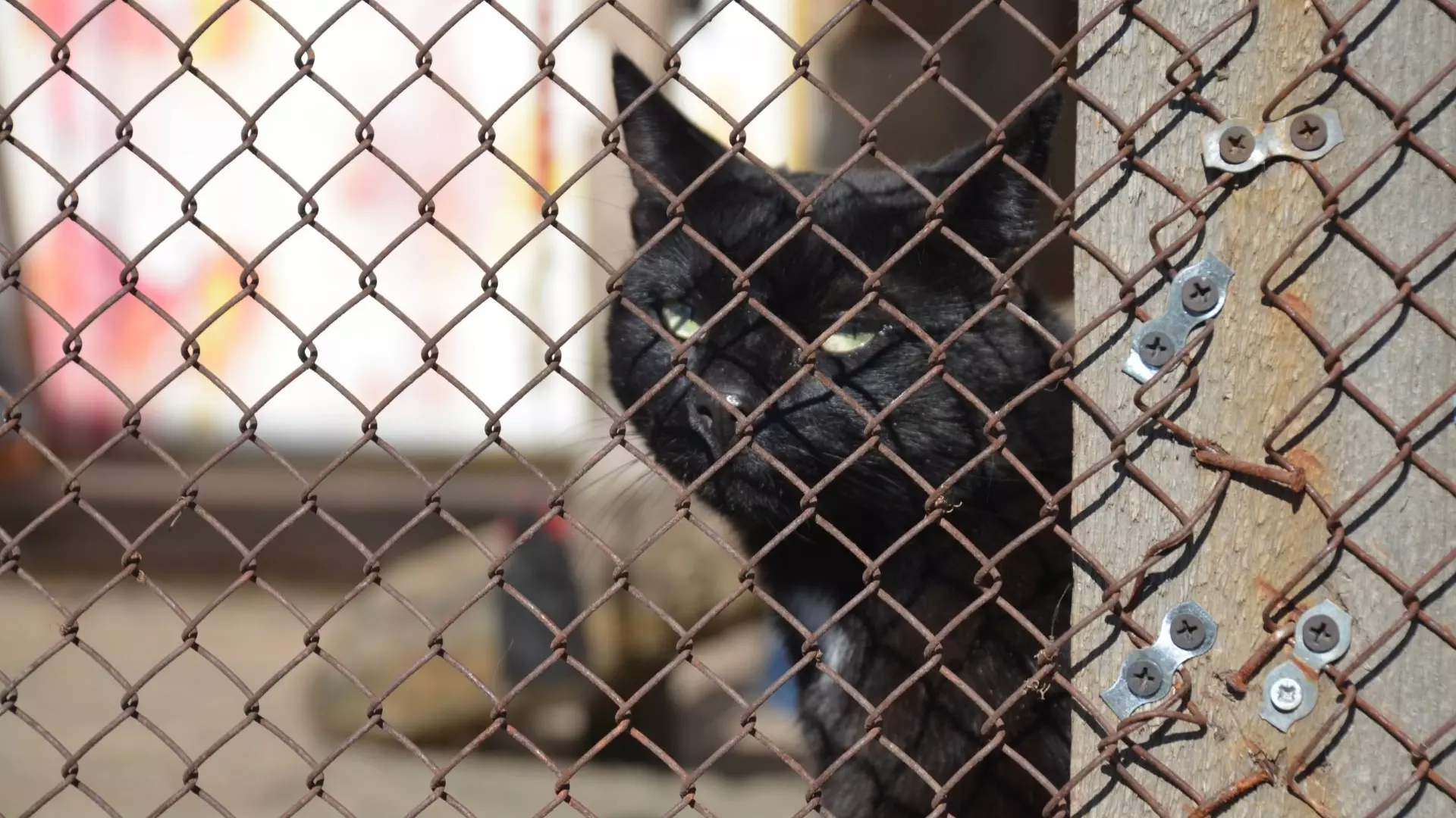 Перед Хэллоуином черных котов не отдают из приютов Татарстана