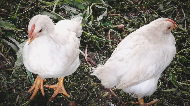 В Татарстане неизвестное убило несколько десятков куриц