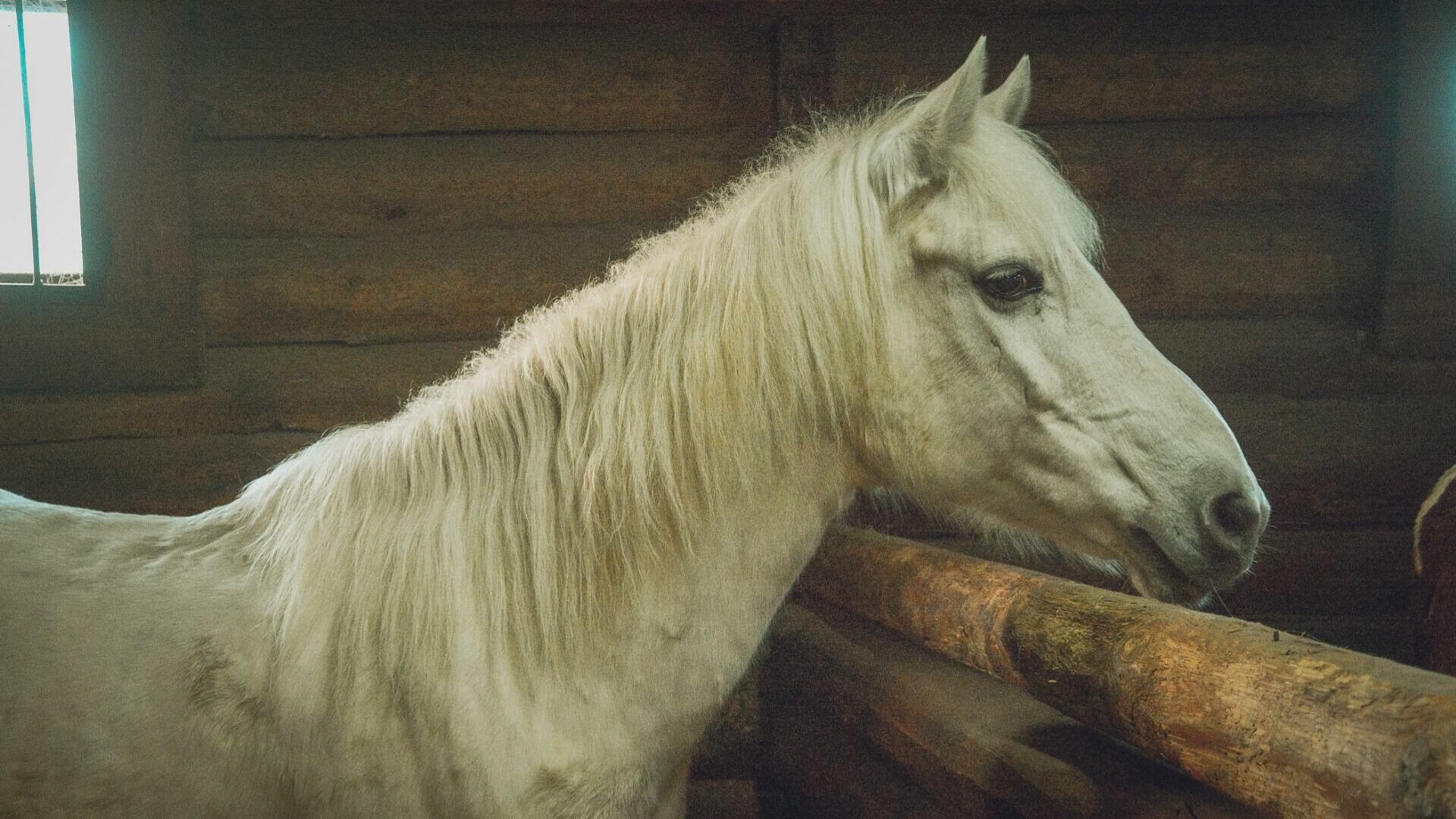 В Татарстане все меньше лошадей