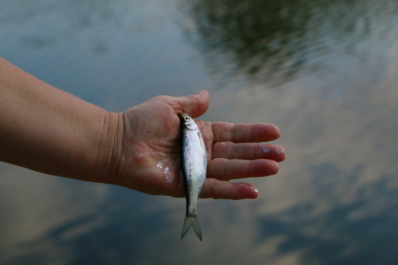 «Природа настолько очистилась», что в Татарстане стало в 2,5 раза больше личинок рыб