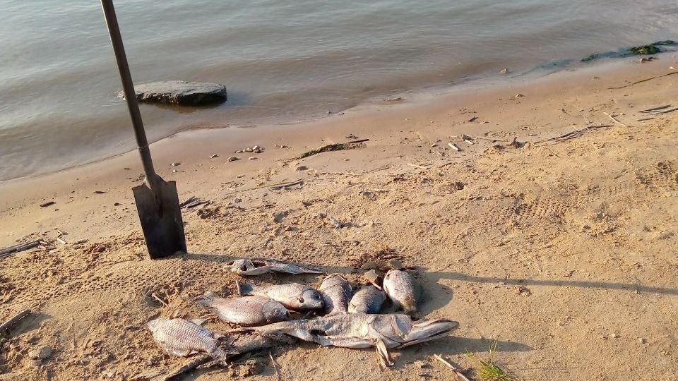 На «языке Зиганшина» вновь массово погибла рыба