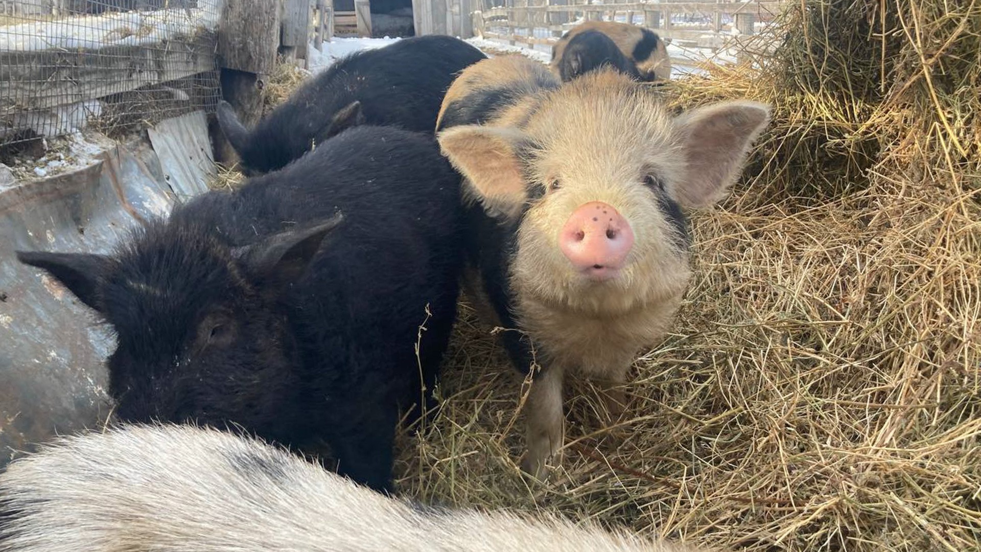 В Татарстане поголовье свиней сократилось на 8%