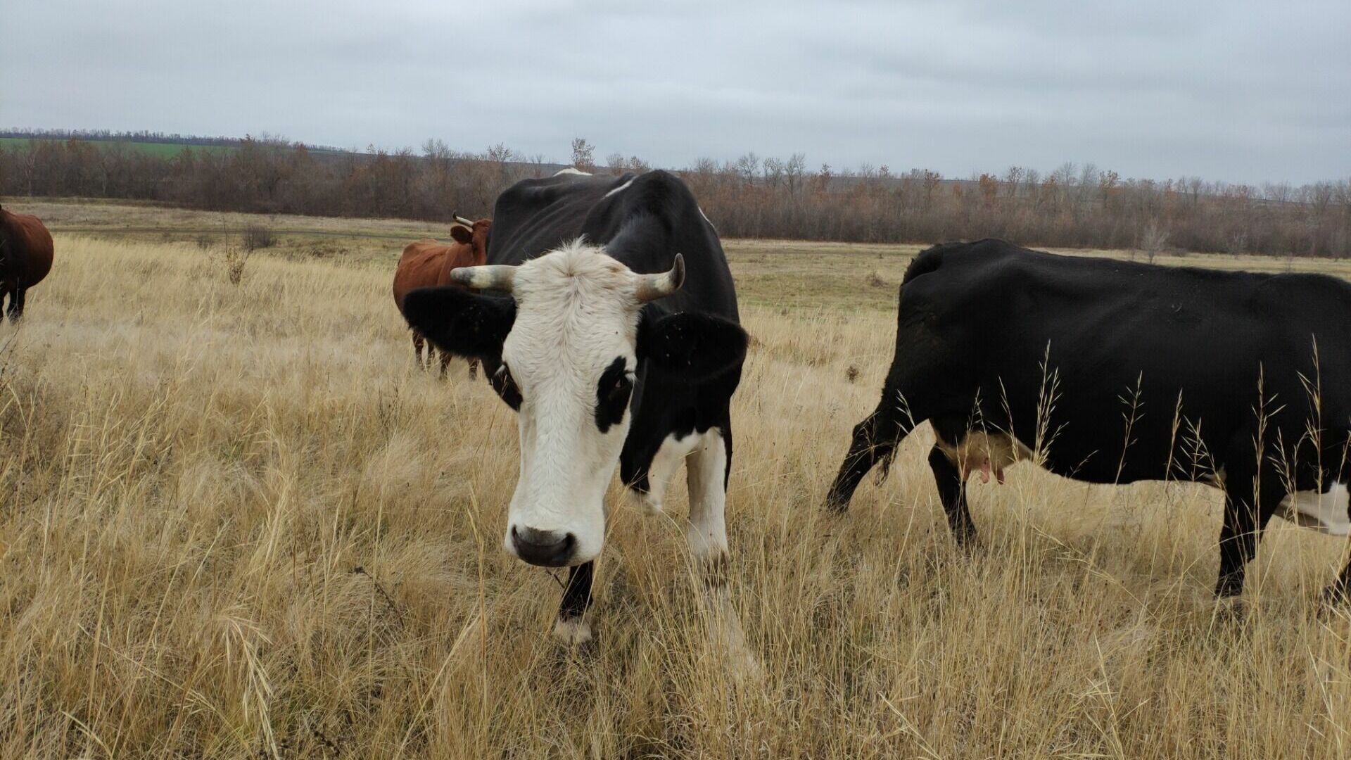 В Татарстане стало меньше крупного скота