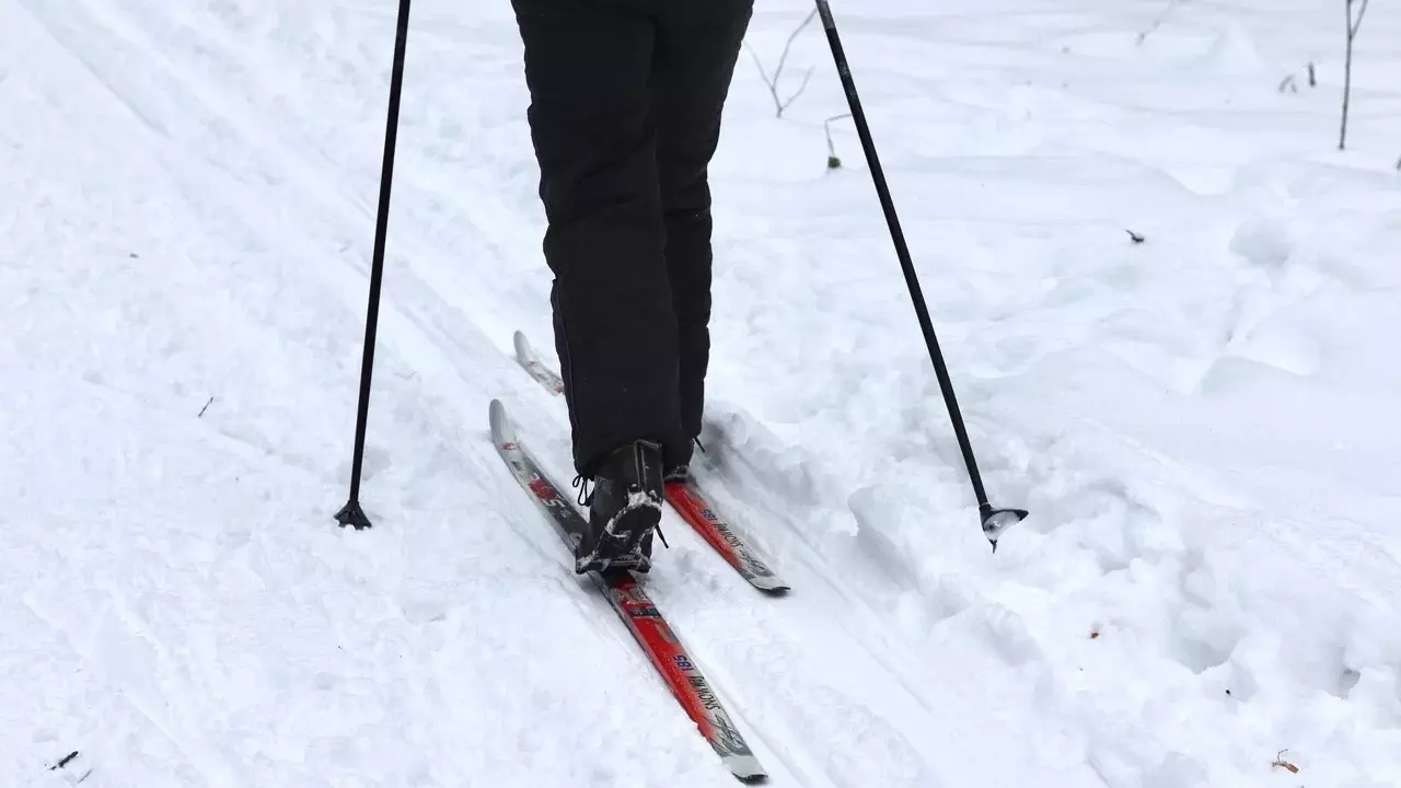 Лоси вышли к лыжникам в Татарстане
