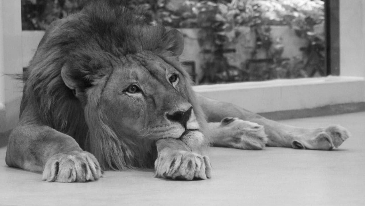 В казанском зоопарке умер лев Инсар. Ему был 21 год