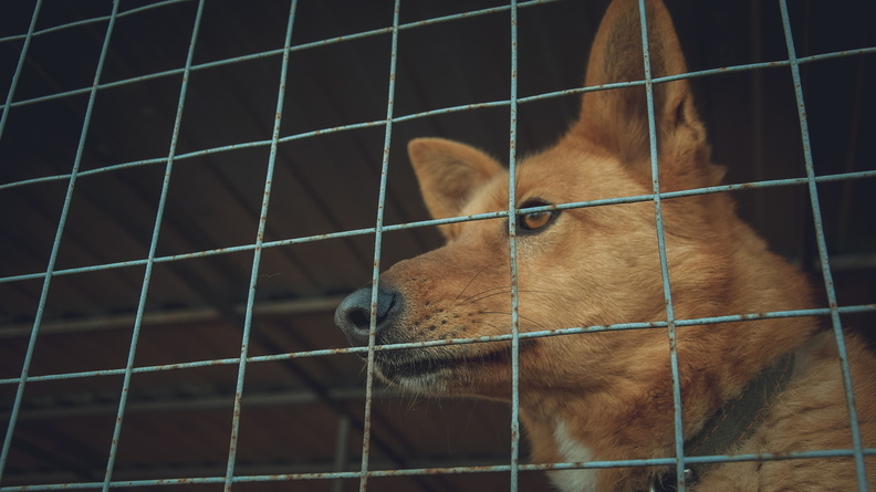 Живодер повесил собаку на забор в казанском приюте
