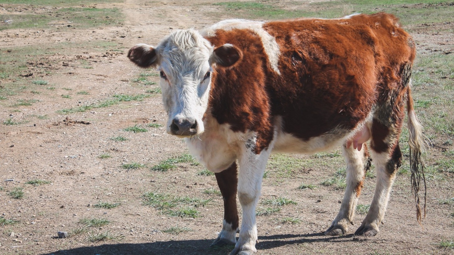 Сотни коров пошли на убой в Татарстане из-за бруцеллеза