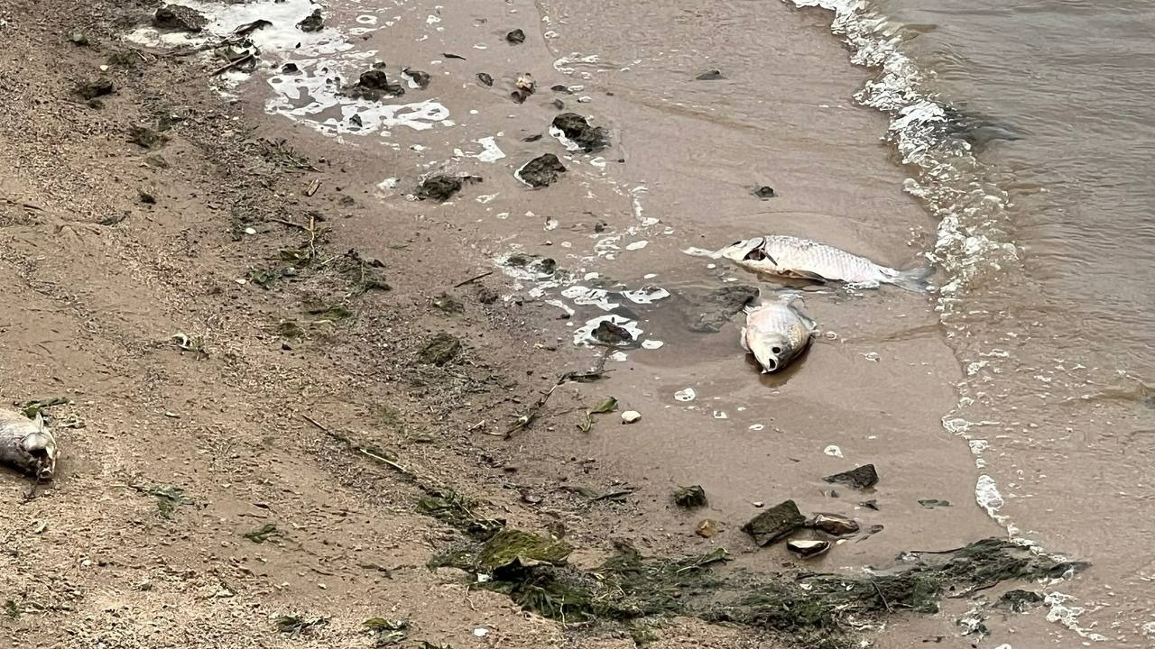 Росрыболовство насчитало 65 мертвых рыб на берегу Казанки
